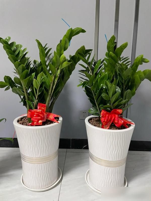 适宜室内种植的植物