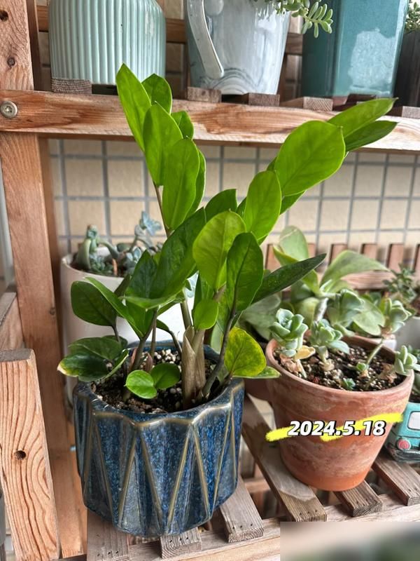适宜室内种植的植物