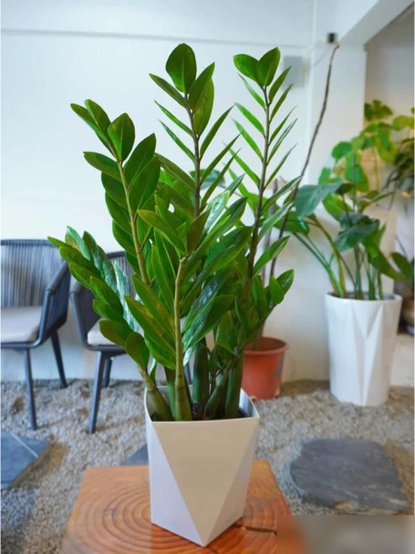 适宜室内种植的植物
