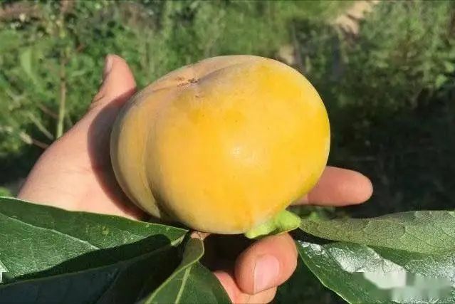 柿子树种植技术