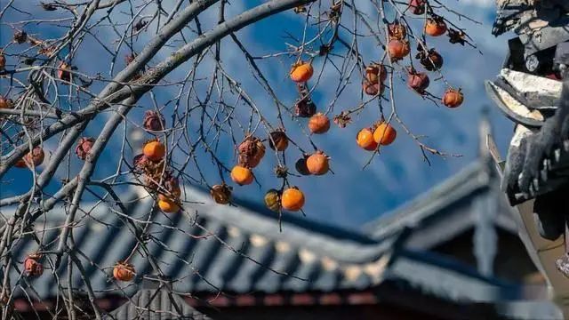 柿子树种植技术