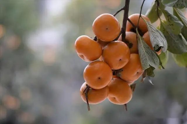 柿子树种植技术