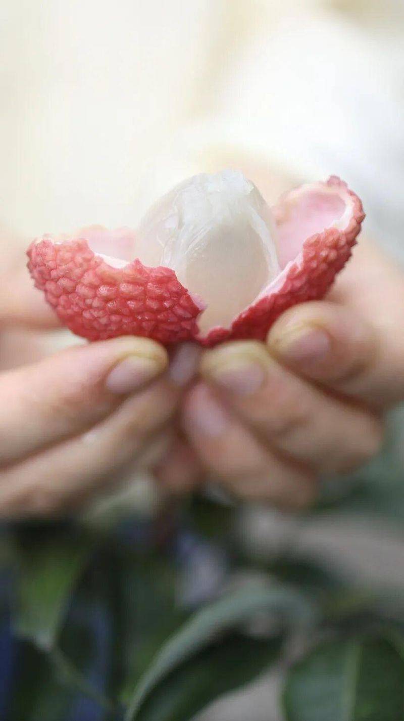 水果新品种种植
