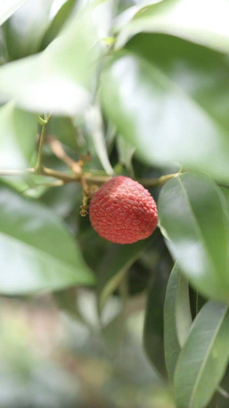 水果新品种种植