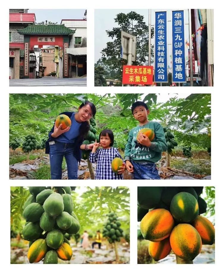 木瓜的种植方法