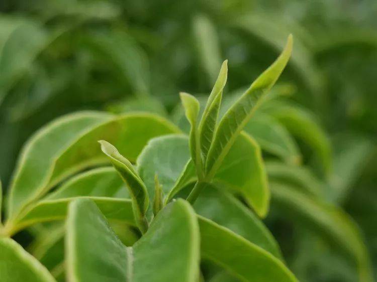 木瓜的种植方法