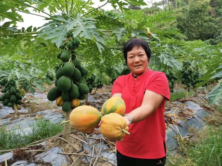 木瓜的种植方法