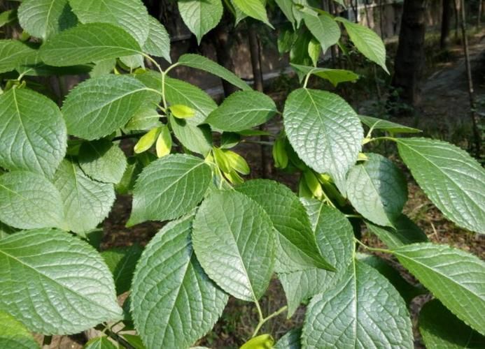 杜仲种植技术