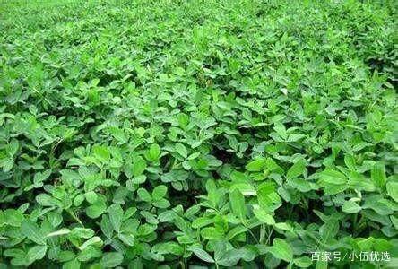 中国花生种植成本与收益对比分析