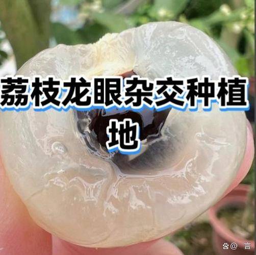 水果新品种种植