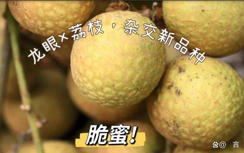 水果新品种种植
