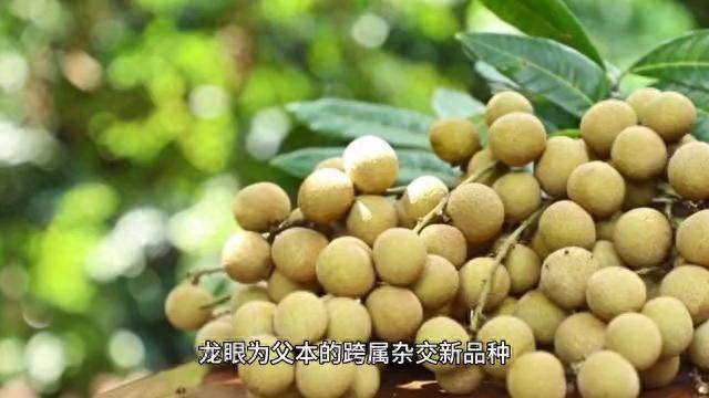 水果新品种种植