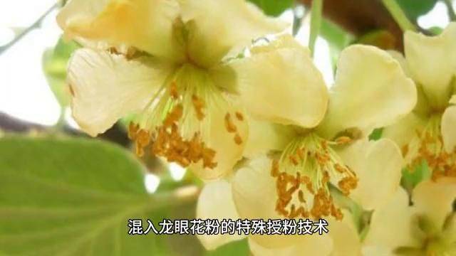 水果新品种种植