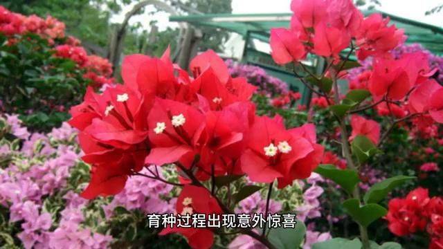 水果新品种种植