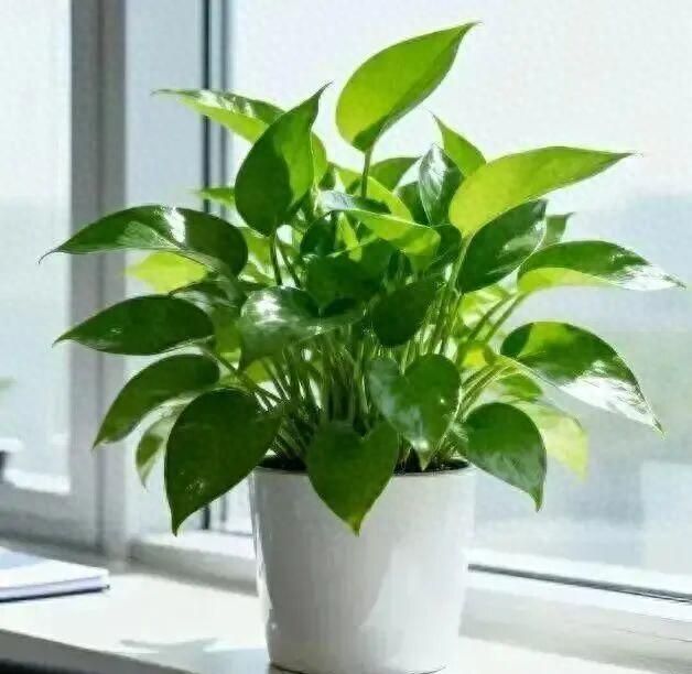 适宜室内种植的植物