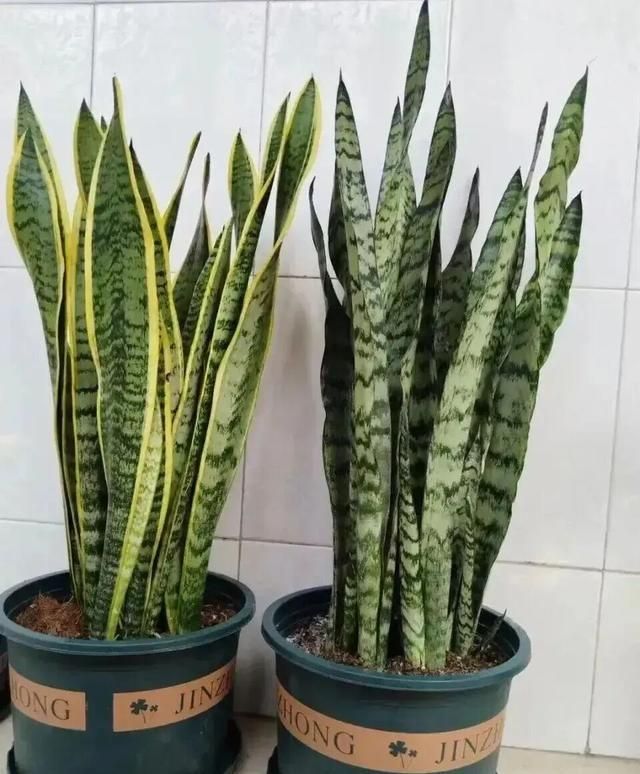 适宜室内种植的植物