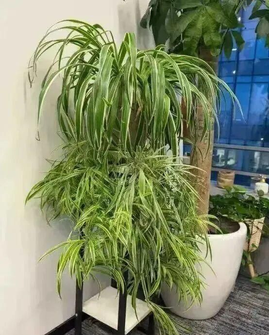 适宜室内种植的植物