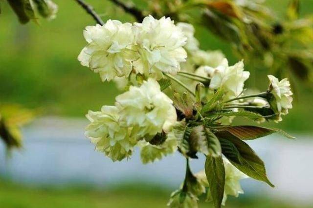 樱花种植方法