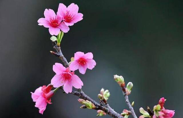 樱花种植方法