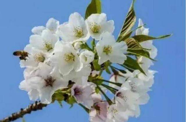 樱花种植方法