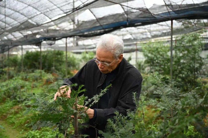 红豆杉树种植技术