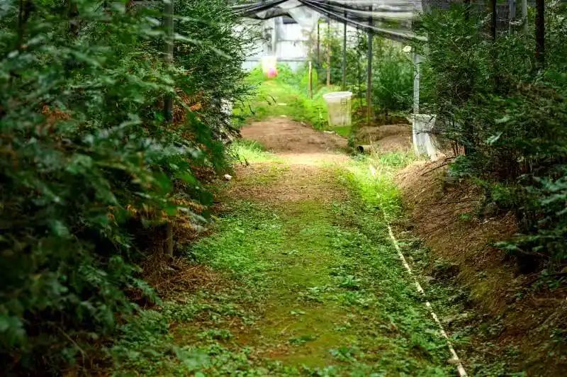 红豆杉树种植技术