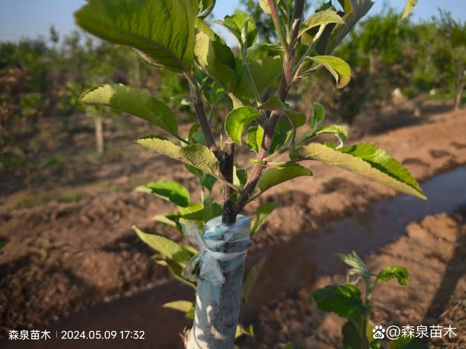 嫁接红梅树种植技术