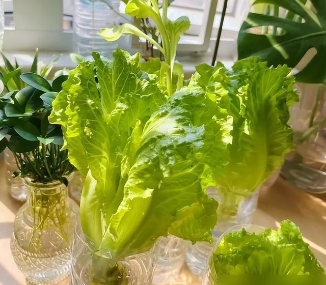 碗莲藕的种植方法水培