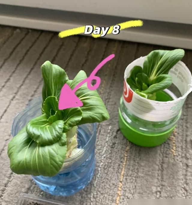 碗莲藕的种植方法水培
