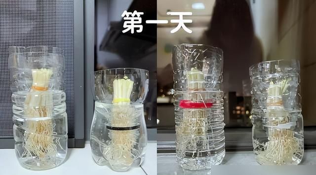 碗莲藕的种植方法水培