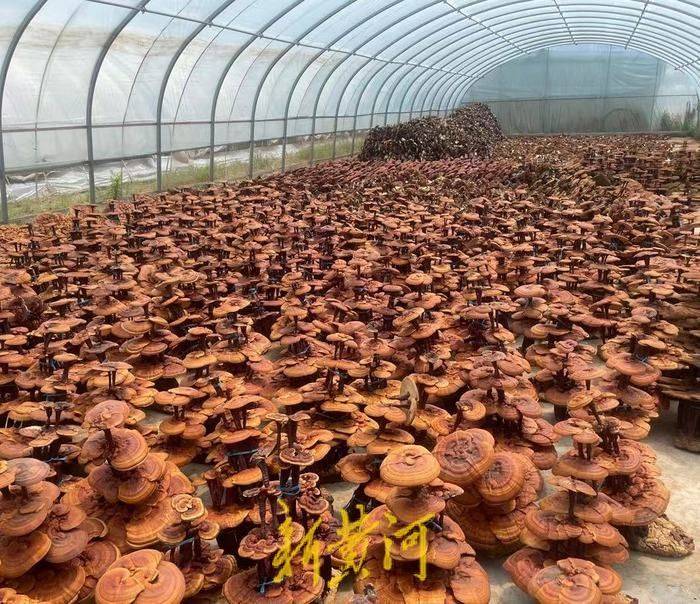 山东冠县靖当铺灵芝种植园灵芝大棚种植技术