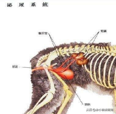母狗生殖器构造图片