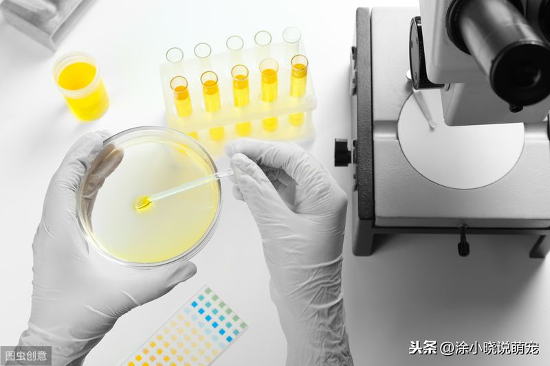 母狗生殖器构造图片