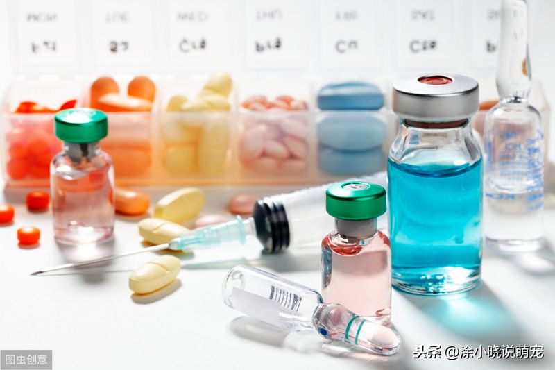 母狗生殖器构造图片