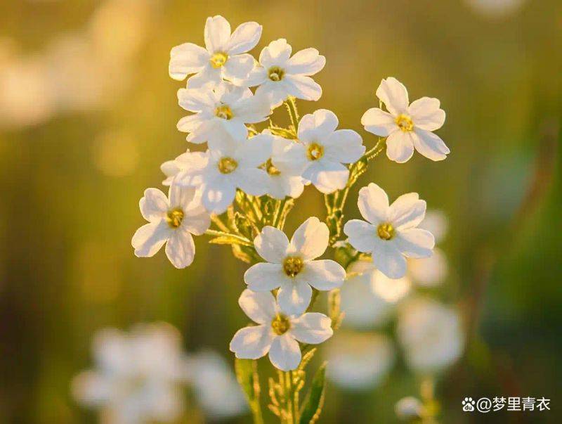 已婚女性示爱方法