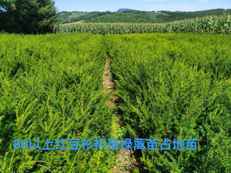 红豆杉人工种植攻略