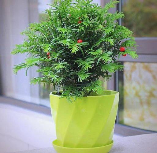 红豆杉树种植技术