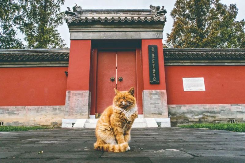 母狗生殖器构造图片