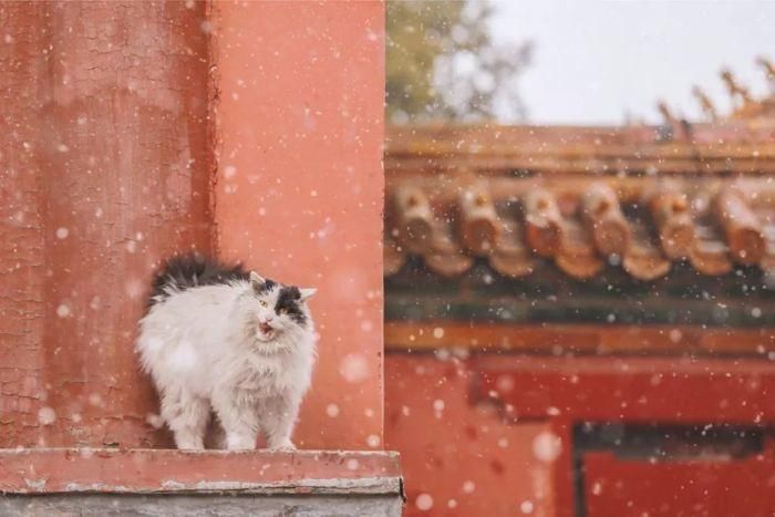 母狗生殖器构造图片