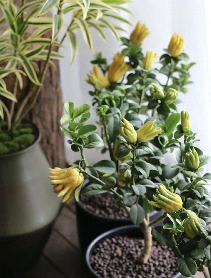 适宜室内种植的植物