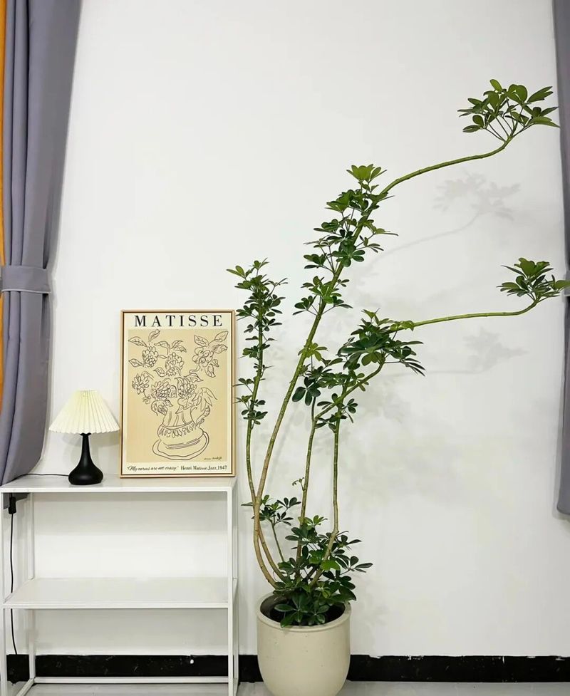 适宜室内种植的植物