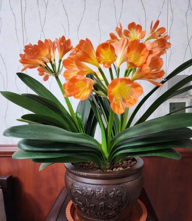 适宜室内种植的植物