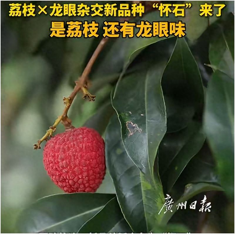 水果种植新品种