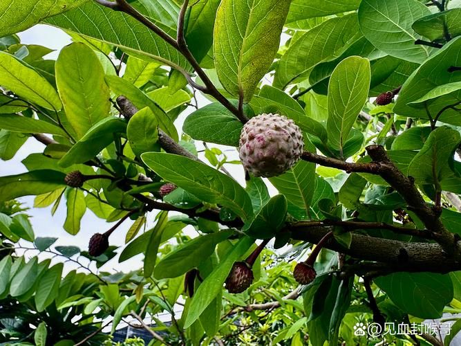 番荔枝种植技术书籍