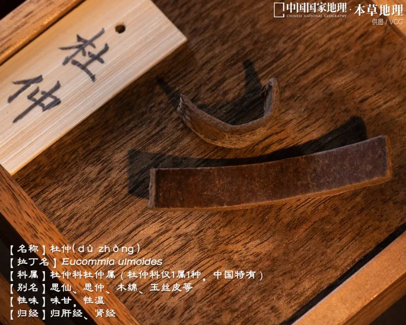 杜仲种植技术