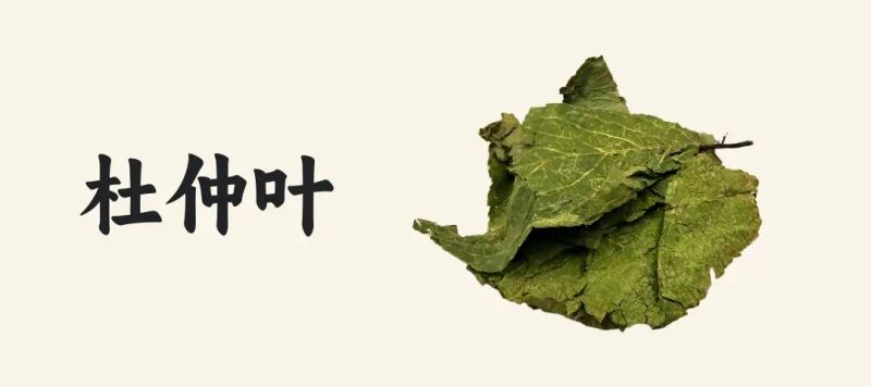 杜仲种植技术