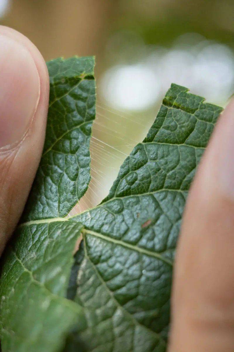 杜仲种植技术