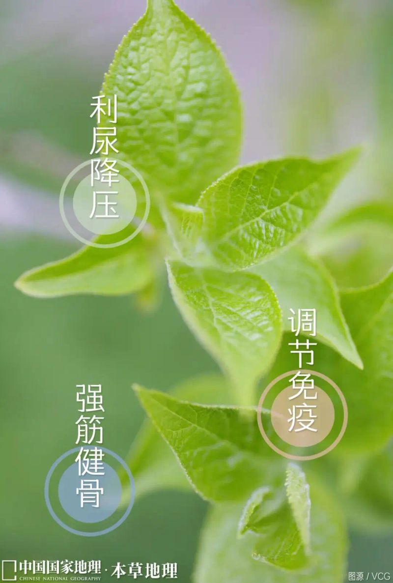 杜仲种植技术