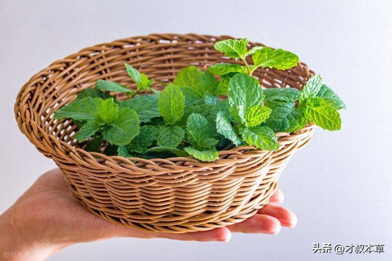 薄荷好养到离谱——剪根枝插水里3天就活,还附赠一道夏日良方
