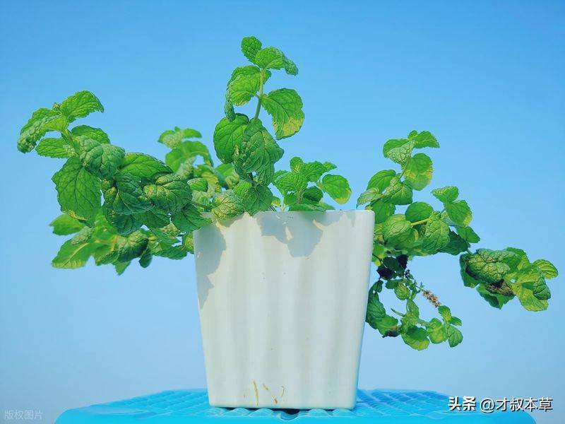 碗莲藕的种植方法水培